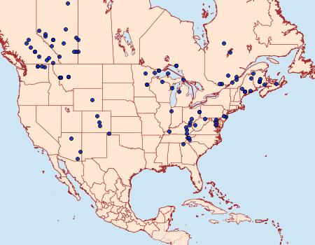 Distribution Data for Lacinipolia anguina