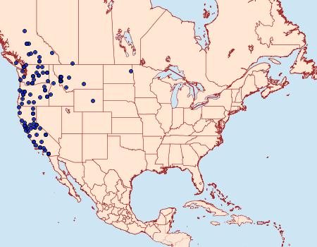 Distribution Data for Lacinipolia stricta