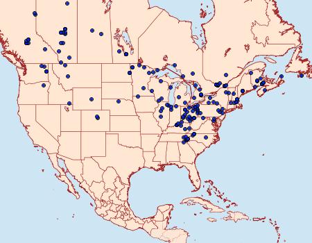 Distribution Data for Lacinipolia lorea