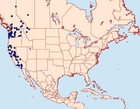 Distribution Data for Lacinipolia davena