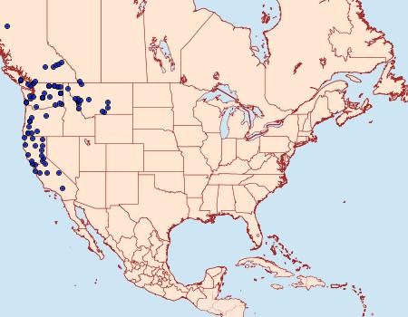 Distribution Data for Lacinipolia comis