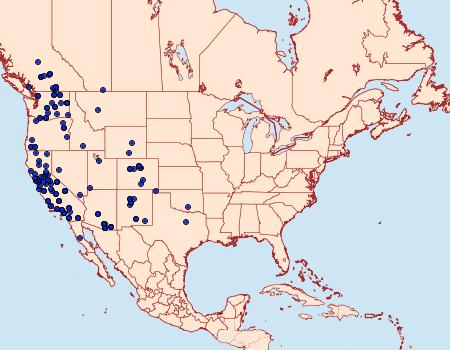 Distribution Data for Lacinipolia strigicollis