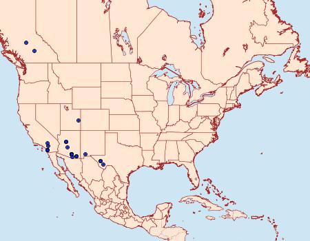 Distribution Data for Lacinipolia buscki