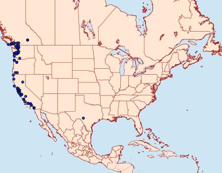 Distribution Data for Lacinipolia patalis