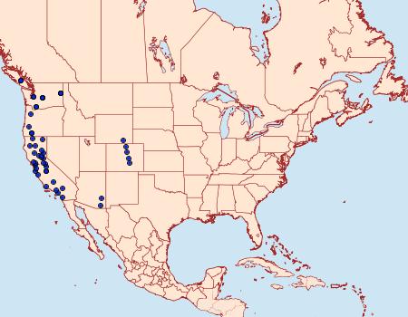 Distribution Data for Decantha stonda