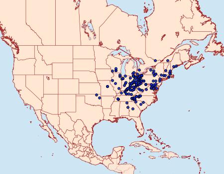 Distribution Data for Leucania ursula