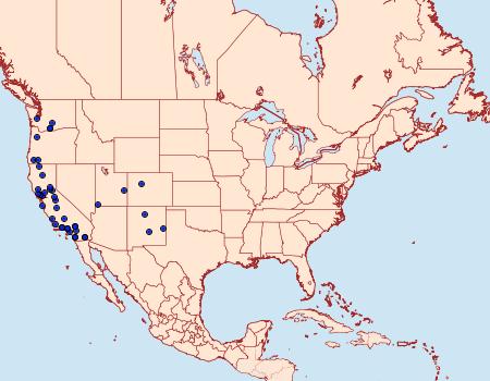 Distribution Data for Perigonica tertia