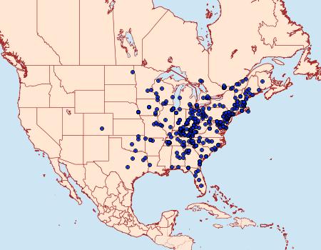 Distribution Data for Morrisonia confusa