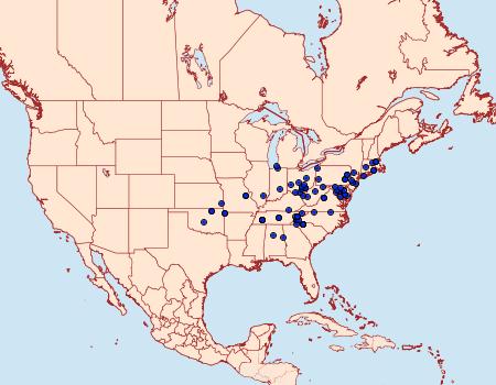 Distribution Data for Homorthodes lindseyi