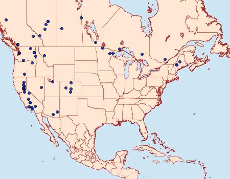 Distribution Data for Brymblia quadrimaculella