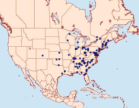 Distribution Data for Ulolonche culea