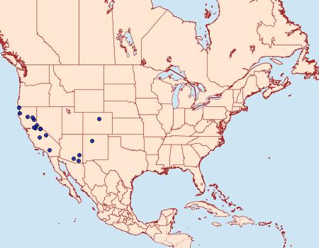 Distribution Data for Pseudorthodes virgula