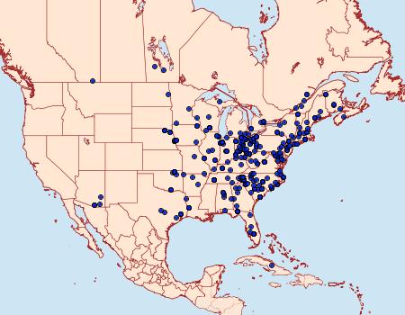 Distribution Data for Orthodes majuscula