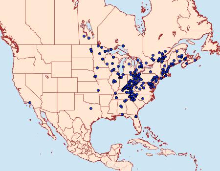 Distribution Data for Orthodes cynica