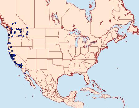 Distribution Data for Zosteropoda hirtipes