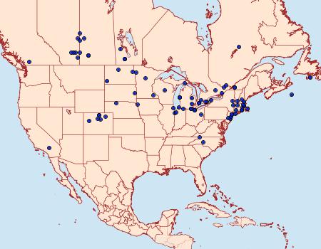 Distribution Data for Agrotis stigmosa