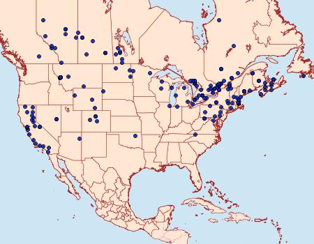 Distribution Data for Agrotis volubilis