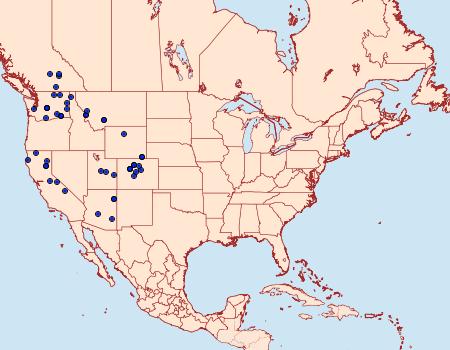 Distribution Data for Agrotis antica