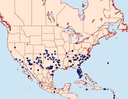 Distribution Data for Agrotis malefida