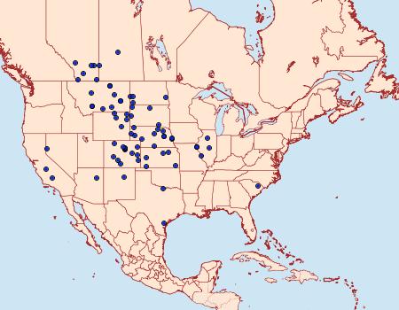 Distribution Data for Agrotis rileyana