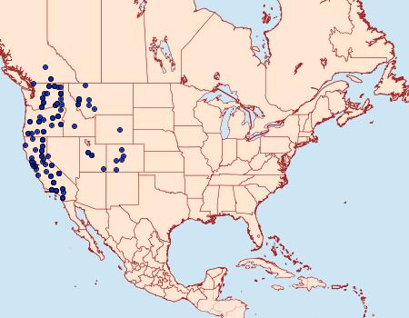 Distribution Data for Euxoa punctigera