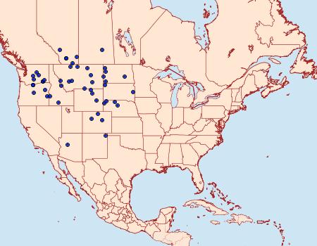 Distribution Data for Euxoa dargo