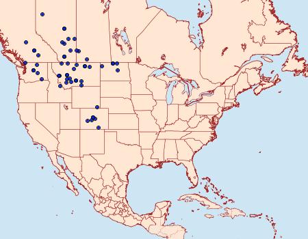 Distribution Data for Euxoa flavicollis