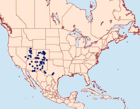 Distribution Data for Richia chortalis