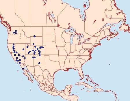 Distribution Data for Protogygia lagena