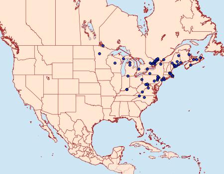 Distribution Data for Anicla forbesi