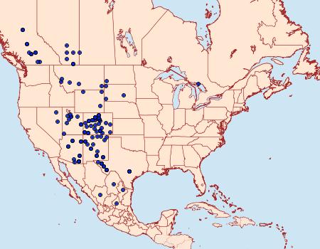 Distribution Data for Anicla exuberans