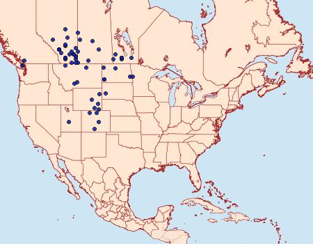 Distribution Data for Anicla tepperi