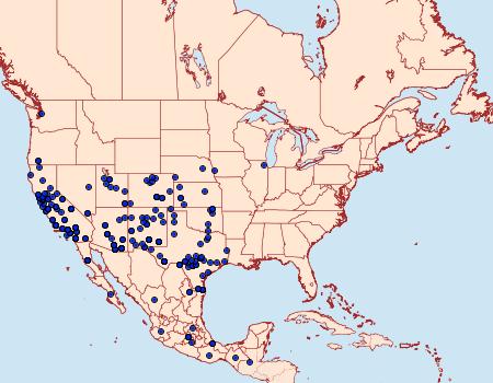 Distribution Data for Hemieuxoa rudens