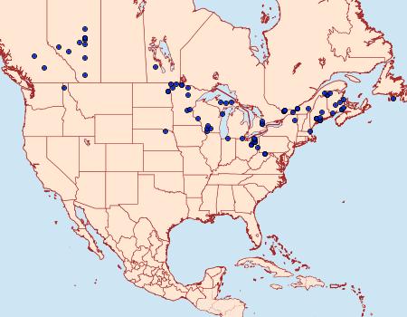 Distribution Data for Pseudohermonassa tenuicula