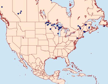 Distribution Data for Coenophila opacifrons