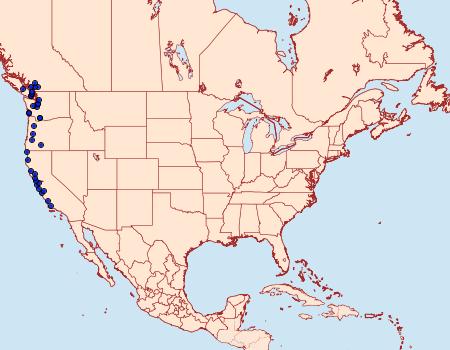 Distribution Data for Adelphagrotis stellaris