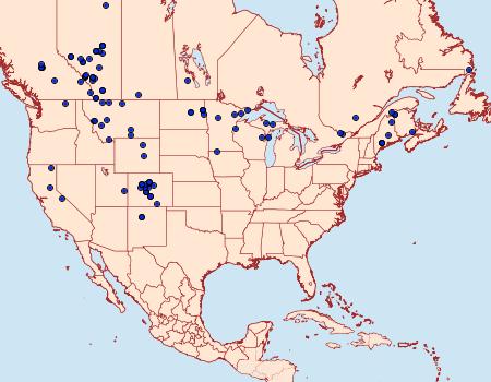 Distribution Data for Paradiarsia littoralis