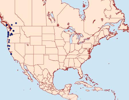 Distribution Data for Cerastis enigmatica