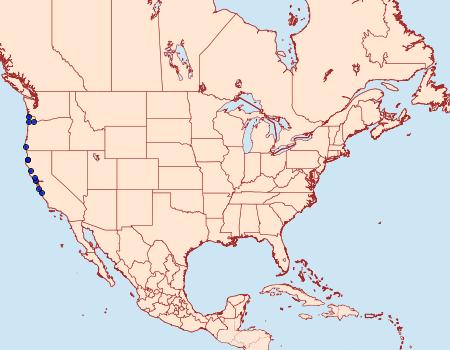 Distribution Data for Cerastis gloriosa