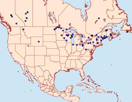 Distribution Data for Cerastis salicarum