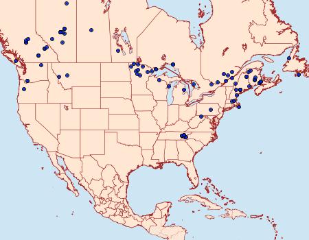 Distribution Data for Aplectoides condita