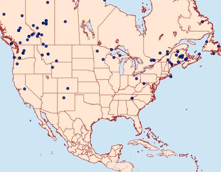 Distribution Data for Anaplectoides pressus