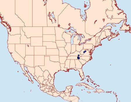 Distribution Data for Anaplectoides brunneomedia