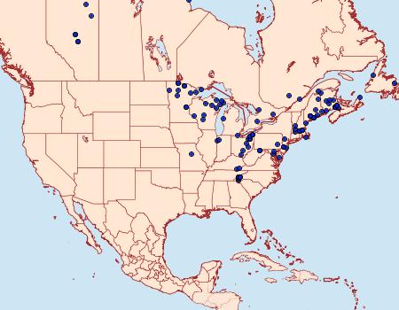 Distribution Data for Lycophotia phyllophora