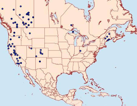 Distribution Data for Abagrotis placida