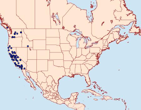 Distribution Data for Parabagrotis insularis