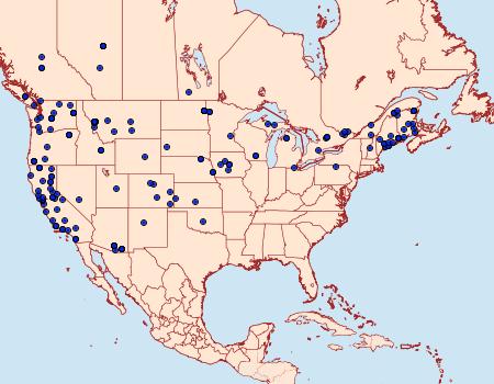 Distribution Data for Ufeus satyricus