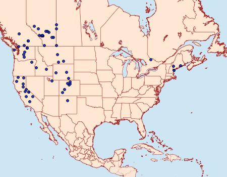 Distribution Data for Eutricopis nexilis