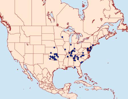 Distribution Data for Heliocheilus lupatus