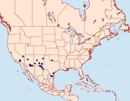 Distribution Data for Heliocheilus toralis